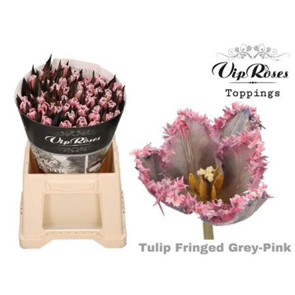 Tulips Freesias Fringed Grey Pink 38 cm A1