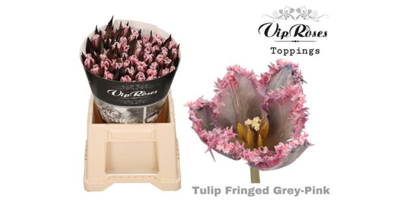 Tulips Freesias Fringed Grey Pink 38 cm A1