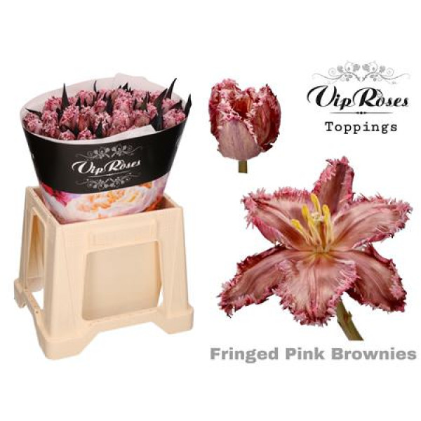 Tulips Freesias Fringed Pink Brownies 38 cm A1