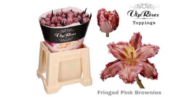 Tulips Freesias Fringed Pink Brownies 38 cm A1