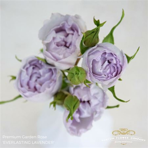 Rose Tr Garden Everlasting Lavender 50cm A1