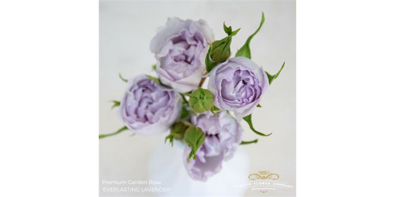 Rose Tr Garden Everlasting Lavender 50cm A1