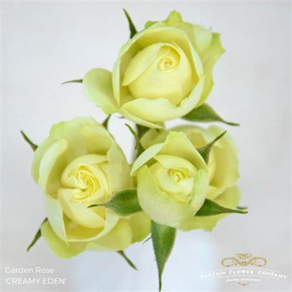 Rose Tr Garden Creamy Eden 50cm A1