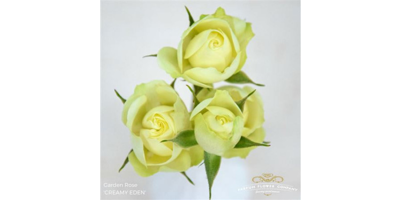 Rose Tr Garden Creamy Eden 50cm A1