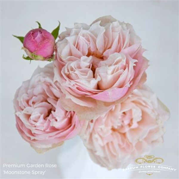 Rose Tr Garden Moonstone Gem 50cm A1