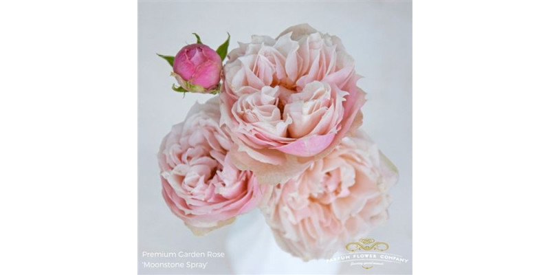 Rose Tr Garden Moonstone Gem 50cm A1