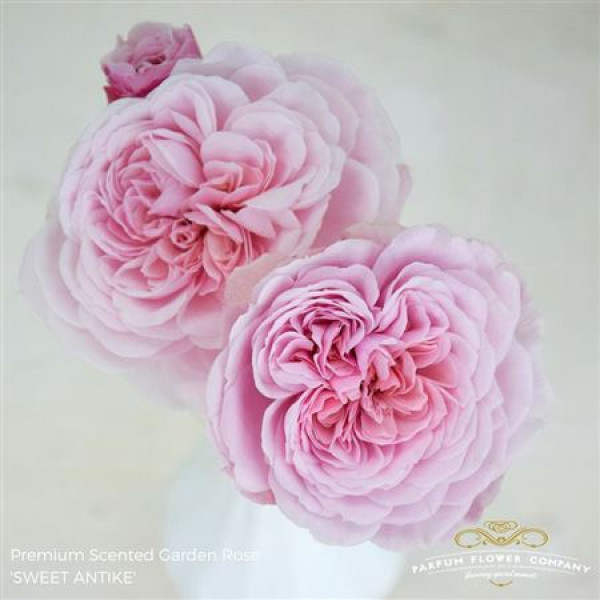 Rose Tr Garden Sweet Antike 50cm A1