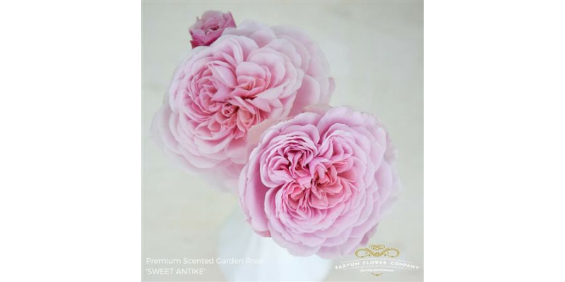 Rose Tr Garden Sweet Antike 50cm A1