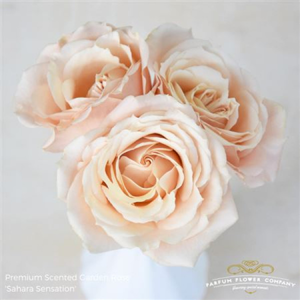 Rose Tr Sahara Sensation 60cm A1