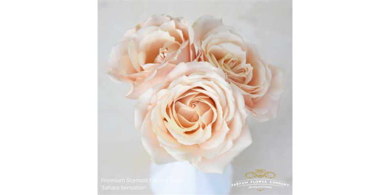 Rose Tr Sahara Sensation 60cm A1