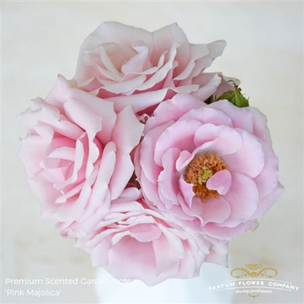 Rose Tr Pink Majolica 50cm A1