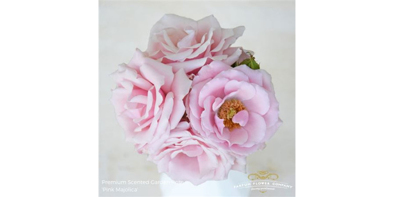 Rose Tr Pink Majolica 50cm A1