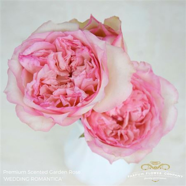 Rose Tr Wedding Romantica 50cm A1