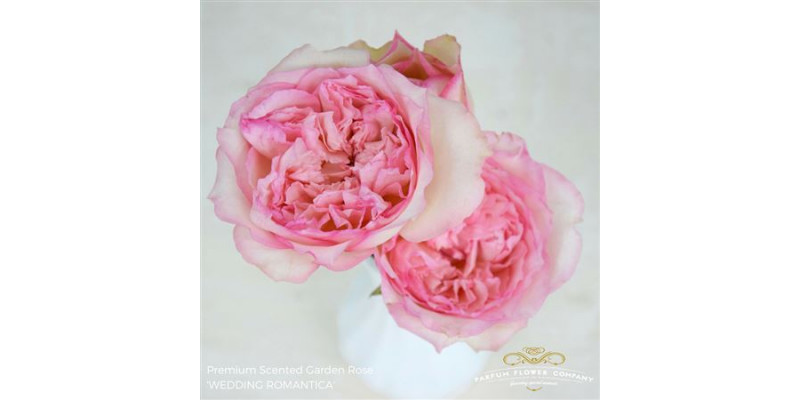 Rose Tr Wedding Romantica 50cm A1