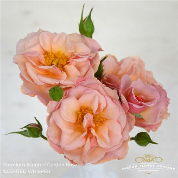 Rose Tr Scented Whisper 50cm A1