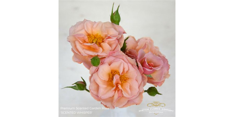 Rose Tr Scented Whisper 50cm A1