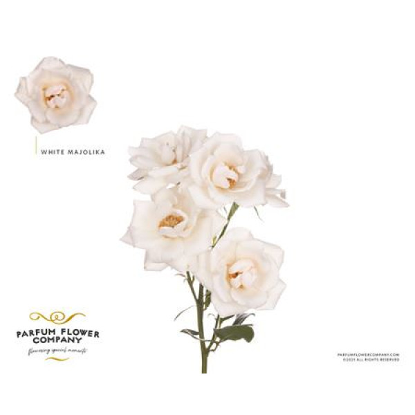 Rose Tr Constellation 50 cm A1