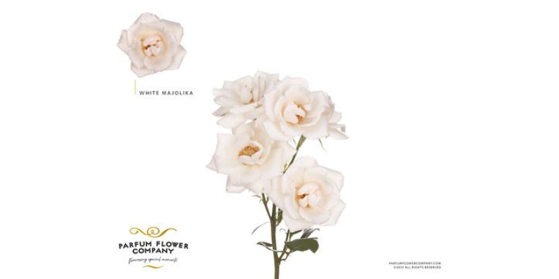 Rose Tr Constellation 50 cm A1