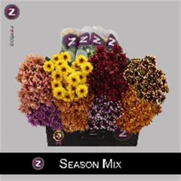 Chrysanthemums T Season Mix Autum 70 A1Pink