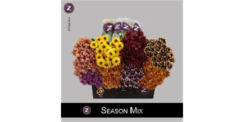 Chrysanthemums T Season Mix Autum 70 A1Pink