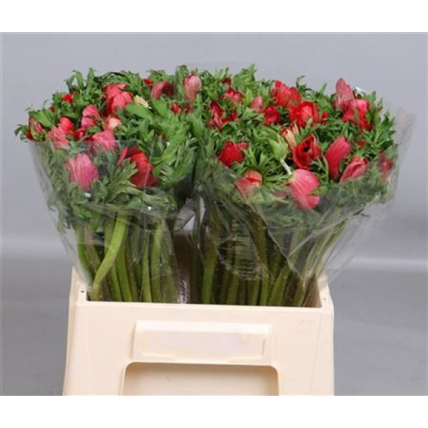 Anemones Red 40cm A1 Col-Red