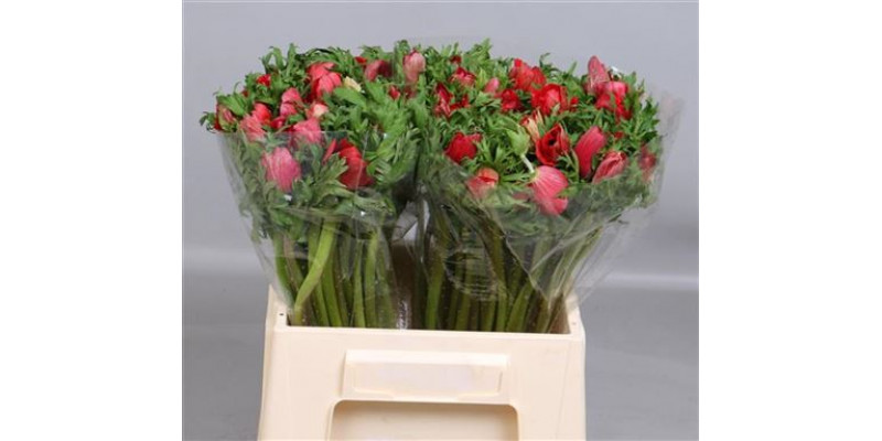 Anemones Red 40cm A1 Col-Red