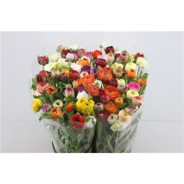 Ranunculus El Mixed 45cm A1