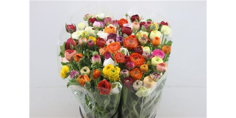 Ranunculus El Mixed 45cm A1