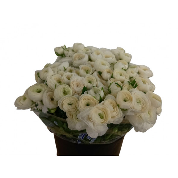 Ranunculus White 40cm EX Col-White