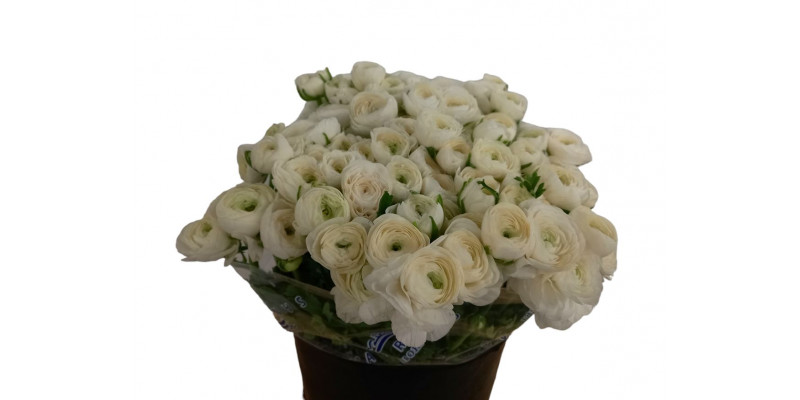 Ranunculus White 40cm EX Col-White