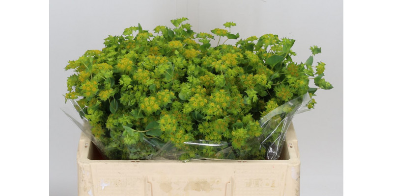 Bupleurum Griffithii 50cm  Col-Green