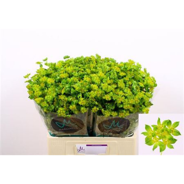 Bupleurum Rotundifol 60cm A1