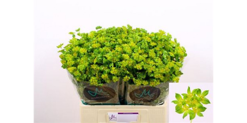 Bupleurum Rotundifol 60cm A1