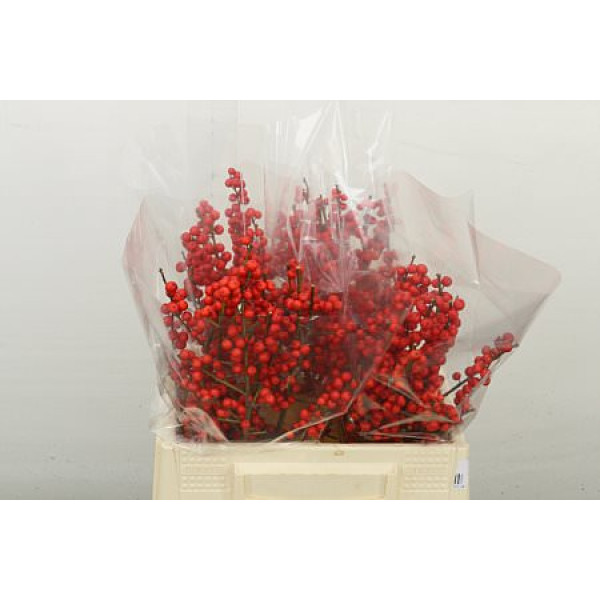 Ilex Ve Rode Bes 35 cm A1