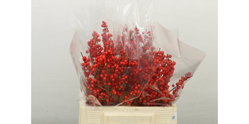 Ilex Ve Rode Bes 35 cm A1