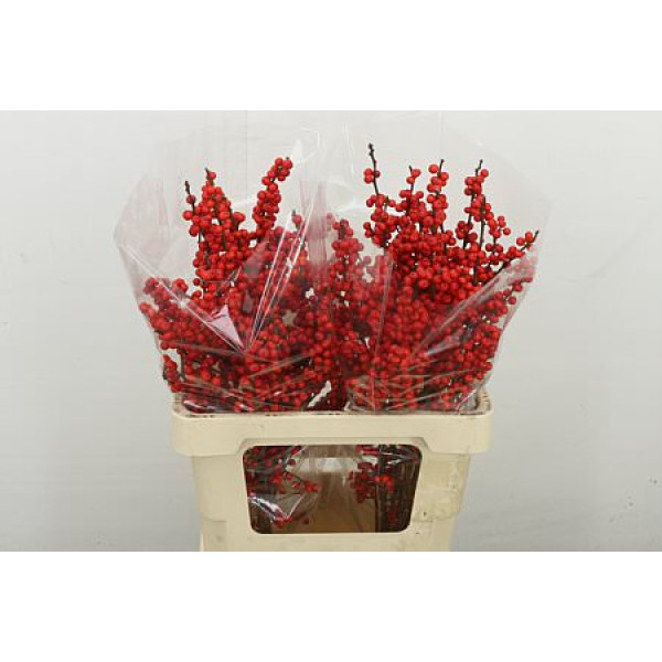 Ilex Ve Rode Bes 60 cm A1