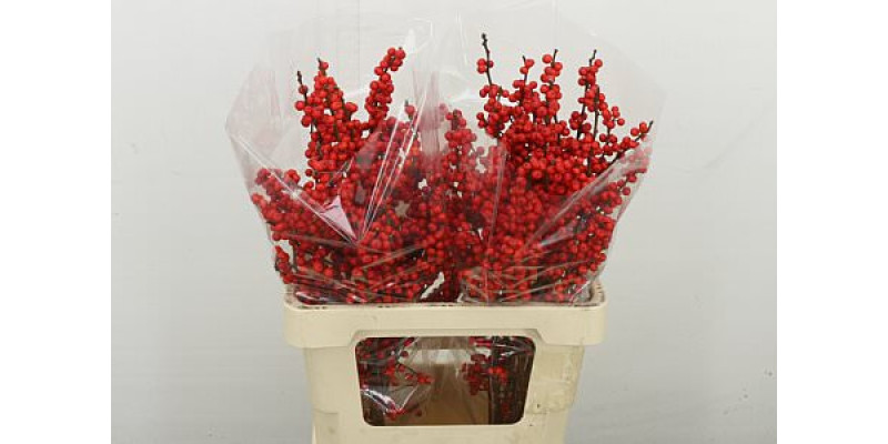 Ilex Ve Rode Bes 60 cm A1