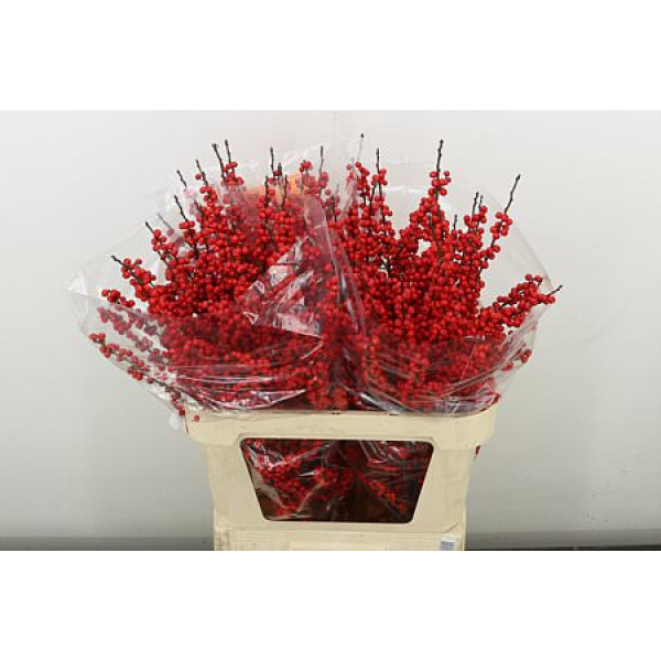 Ilex Ve Rode Bes 80 cm A1