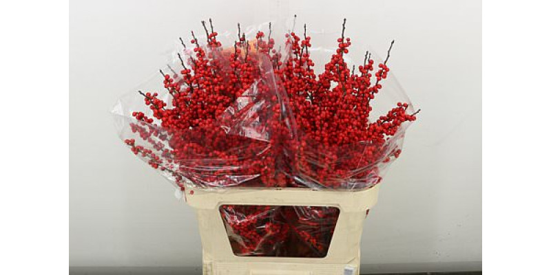 Ilex Ve Rode Bes 80 cm A1