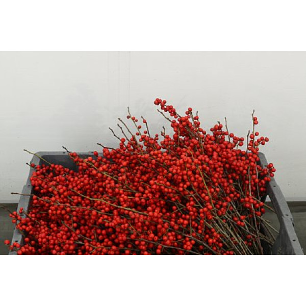 Ilex Vert (rode Bes) 25 cm 