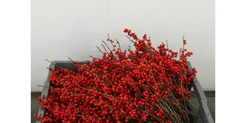 Ilex Vert (rode Bes) 25 cm 