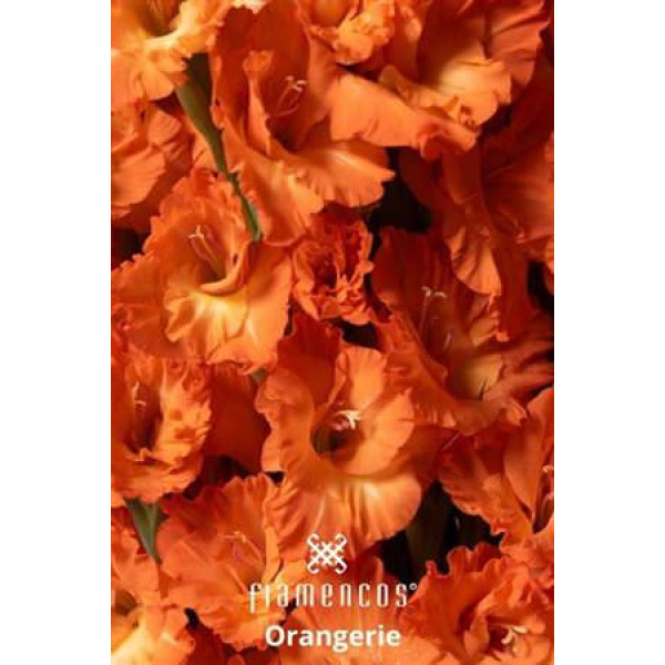 Gladioly Gr Fl Orangerie 110 cm A1