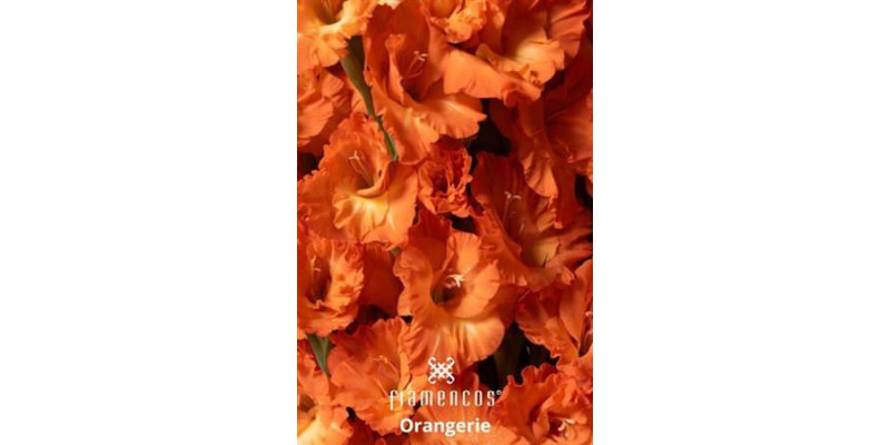 Gladioly Gr Fl Orangerie 110 cm A1