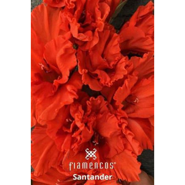 Gladioly Gr Fl Santander 110 cm A1
