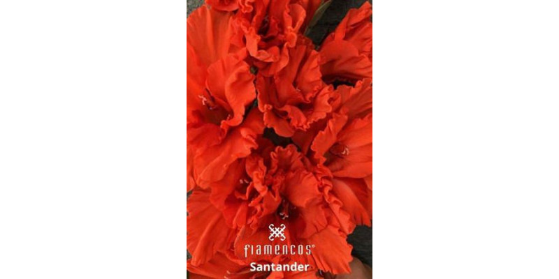 Gladioly Gr Fl Santander 110 cm A1