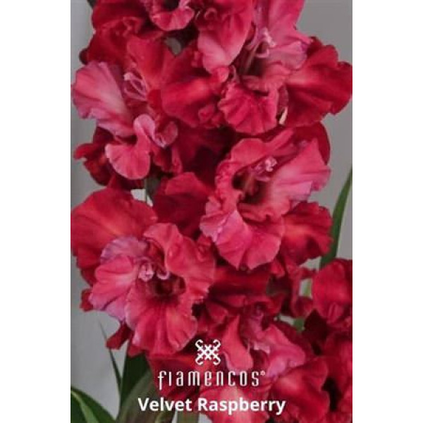 Gladioly Gr Fl Velvet Raspberry 110 cm A1