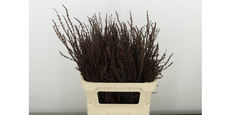 Myrica Gale 70 cm A1