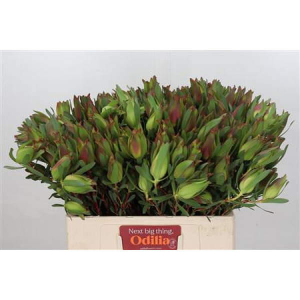 Leucadendron Highlight Spray 60cm A1