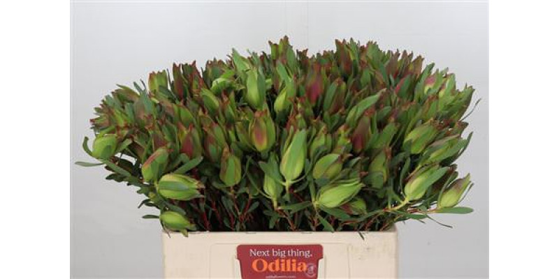 Leucadendron Highlight Spray 60cm A1