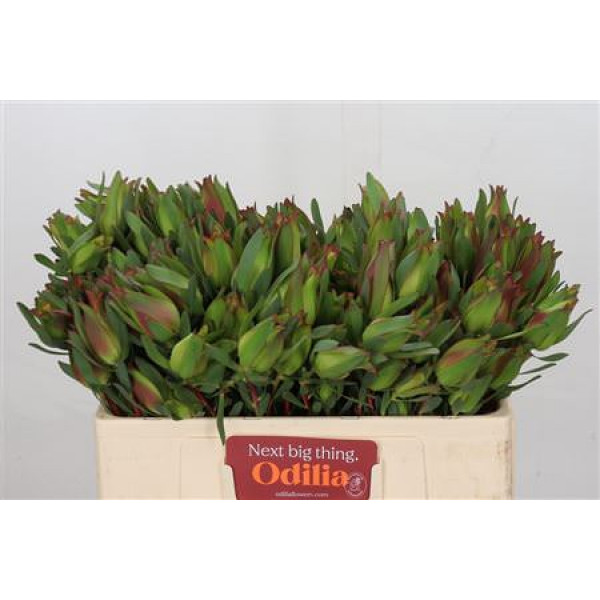 Leucadendron Highlight Spray 50cm A1